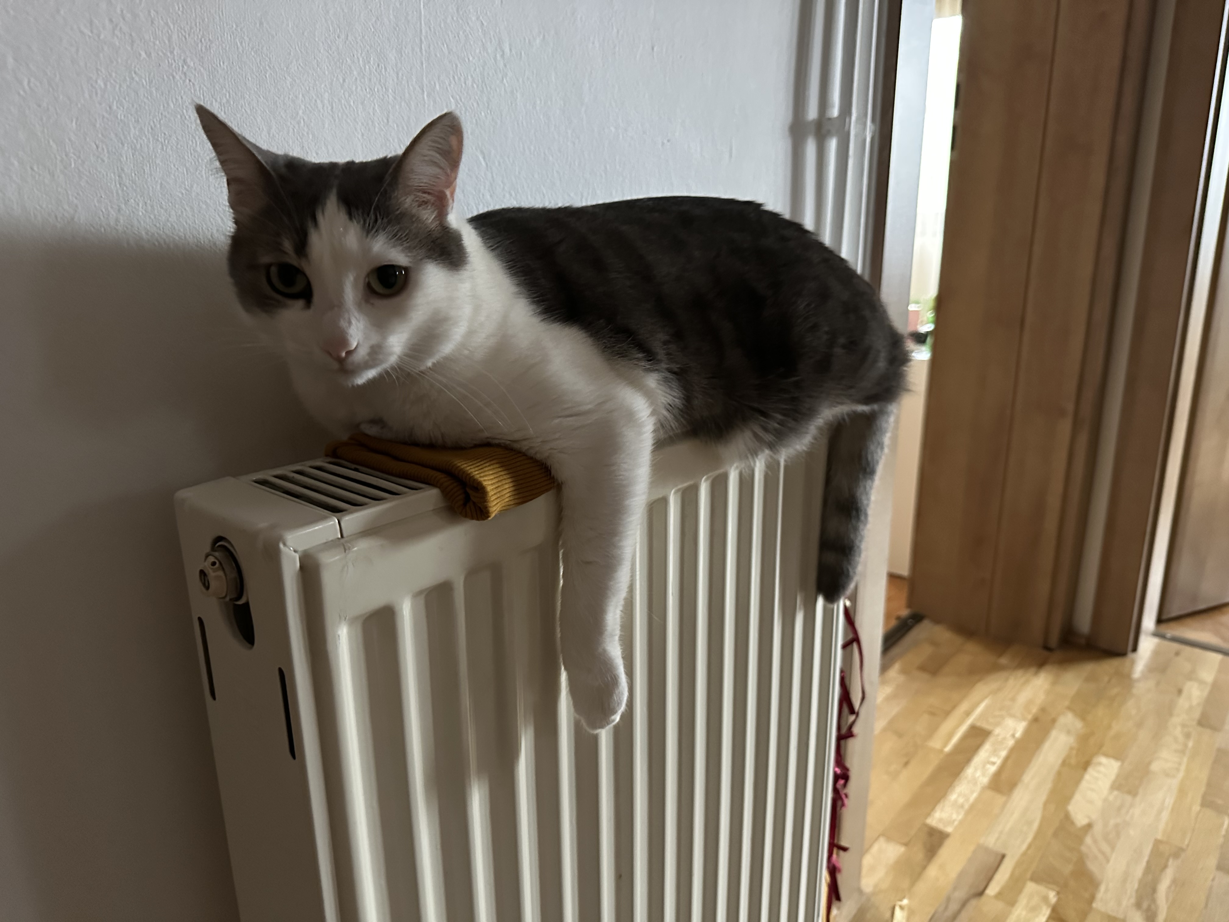 Razvan's kitty, Karmi